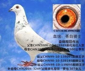 爆料鸽子视频全集,一场视觉与心理的震撼之旅 第3张 爆料鸽子视频全集,一场视觉与心理的震撼之旅 第3张